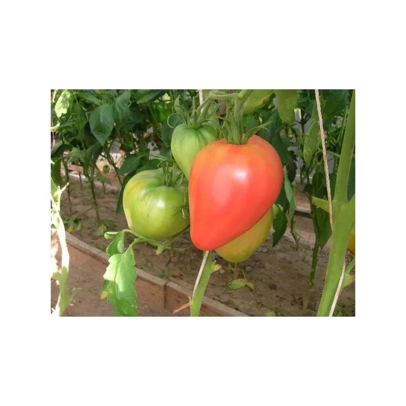 Semillas de tomate siberiano Corazón de Eagle
