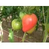 Semillas de tomate siberiano Corazón de Eagle