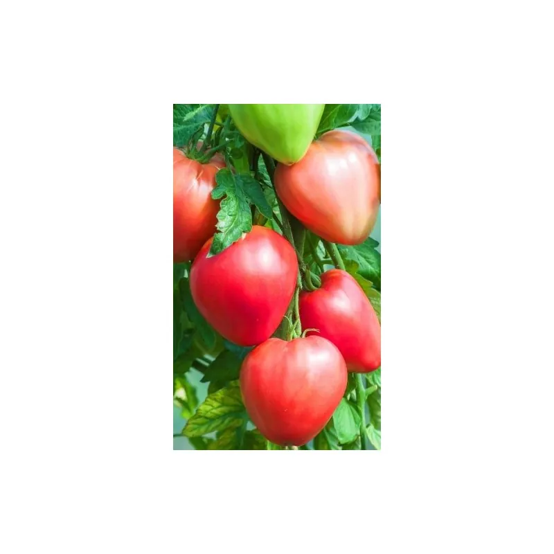 Semillas de tomate siberiano Corazón de Eagle