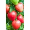 Semillas de tomate siberiano Corazón de Eagle
