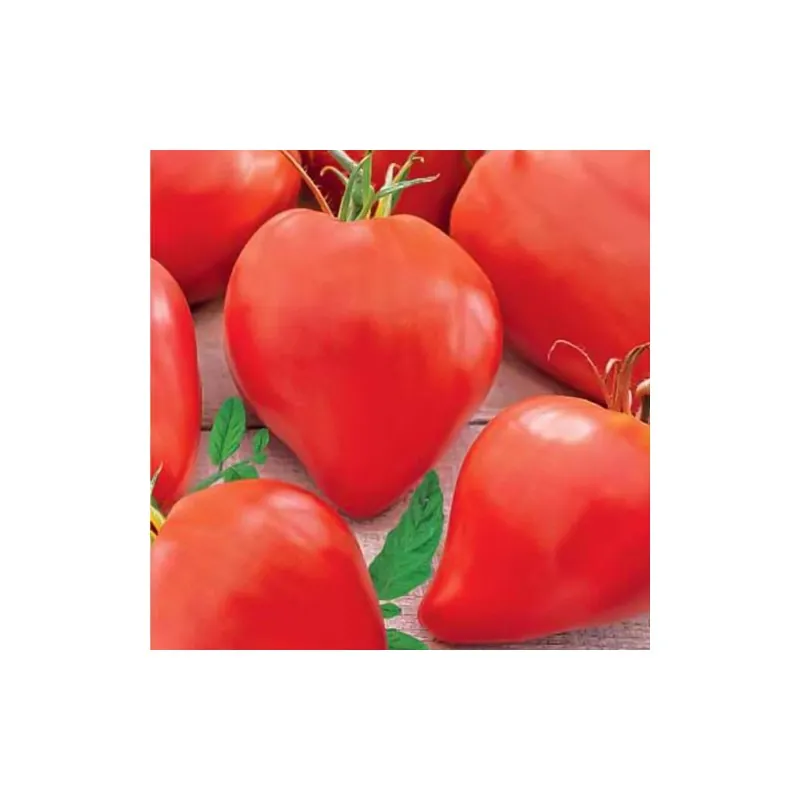 Semillas de tomate siberiano Corazón de Eagle