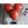 Semillas de tomate siberiano Corazón de Eagle