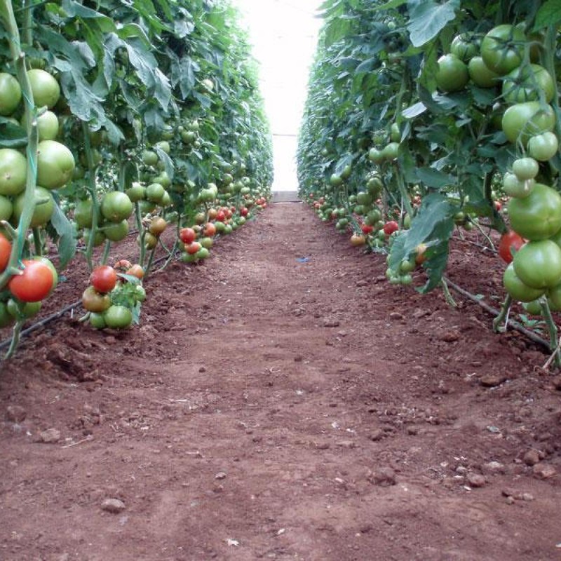 Seme Grckog paradajza Petrousa Drama