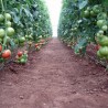 Price: €2.45 - Petrousa Drama Greek Beef Tomato Seeds - Seeds Gallery