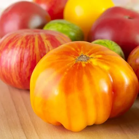 BIG RAINBOW Tomaten Samen Saatgut