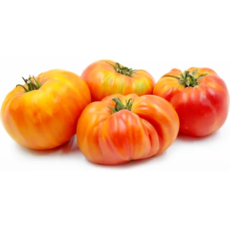 BIG RAINBOW Tomaten Samen Saatgut