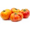 BIG RAINBOW Tomaten Samen Saatgut