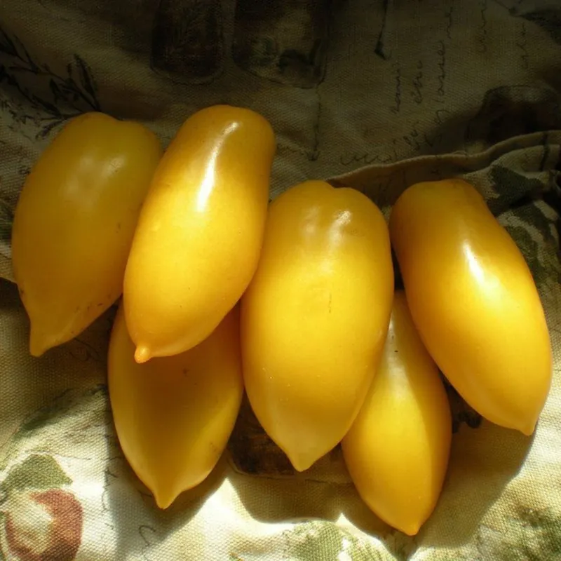 Graines de Tomate BOUGIE ROMAINE