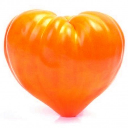 Price: €1.55 - Graines de tomate Coeur De Boeuf Orange - Unbranded