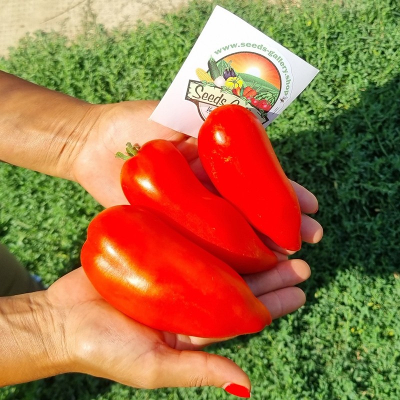 Price: €1.95 - Seme paradajza Jersey Devil - Seeds Gallery