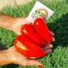 Price: €1.95 - Semi di pomodoro Diavolo del Jersey (Jersey Devil) - Seeds Gallery