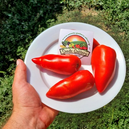 Price: €1.95 - Graines de tomate Jersey Devil - Seeds Gallery