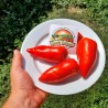 Price: €1.95 - Semi di pomodoro Diavolo del Jersey (Jersey Devil) - Seeds Gallery