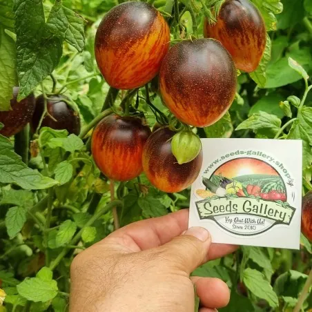 Semi di pomodoro Gargamella