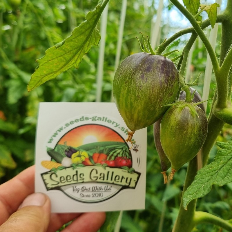 Price: €1.85 - Nasiona pomidora Gargamel - Seeds Gallery
