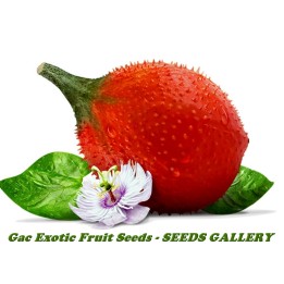 Gac Exotic Fruit Seeds (Momordica cochinchinensis) - 3.85