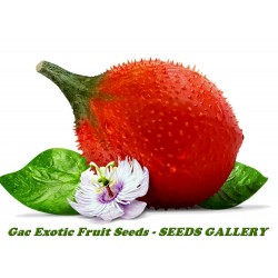 Frön Gac Frukt (Momordica, cochinchinensis)