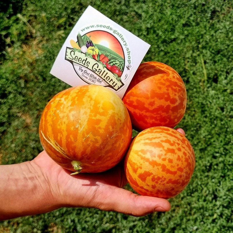 Semillas De Melon Tigre (Tigger Melon)