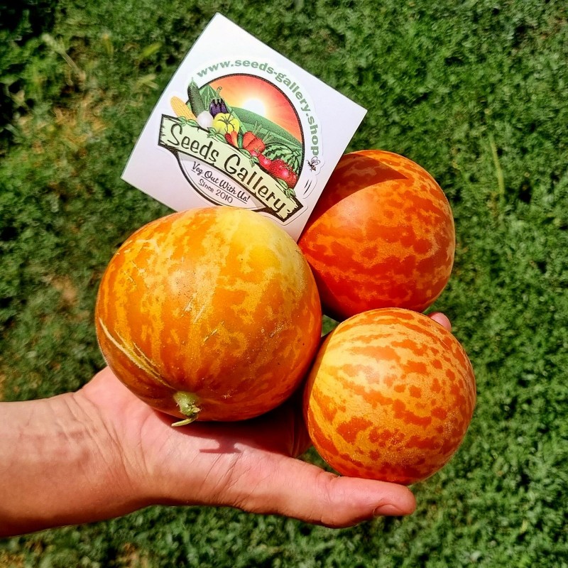 Price: €4.95 - Σπόροι Αρμενίων Πεπόνι Tigger - Seeds Gallery