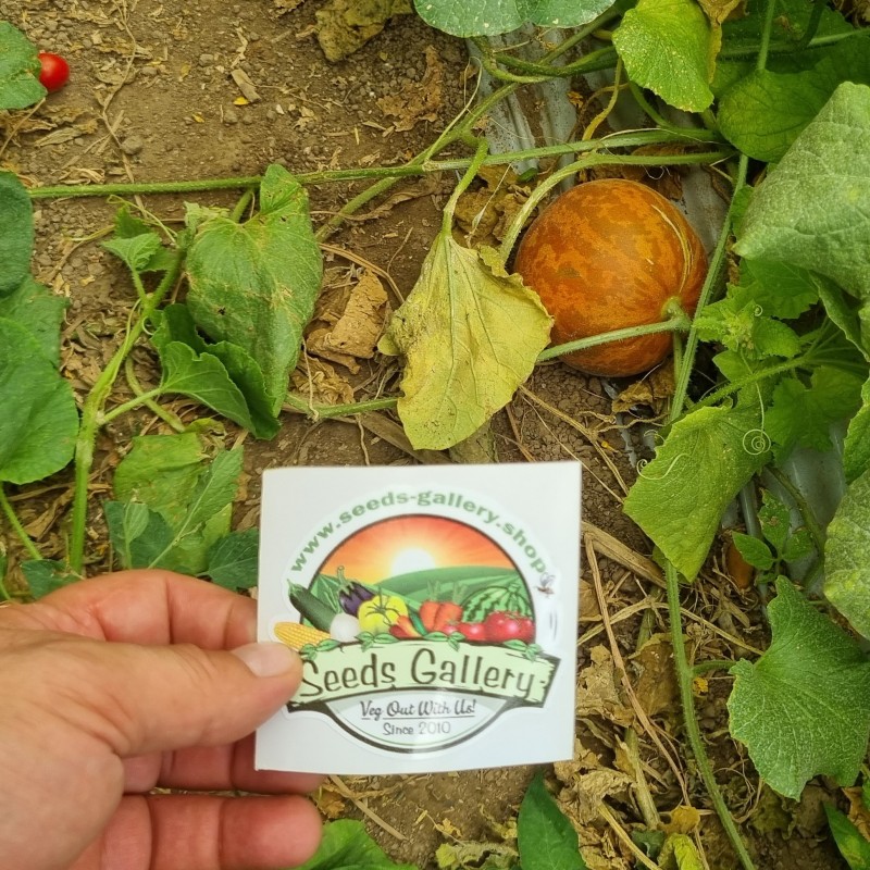 Price: €4.95 - Σπόροι Αρμενίων Πεπόνι Tigger - Seeds Gallery