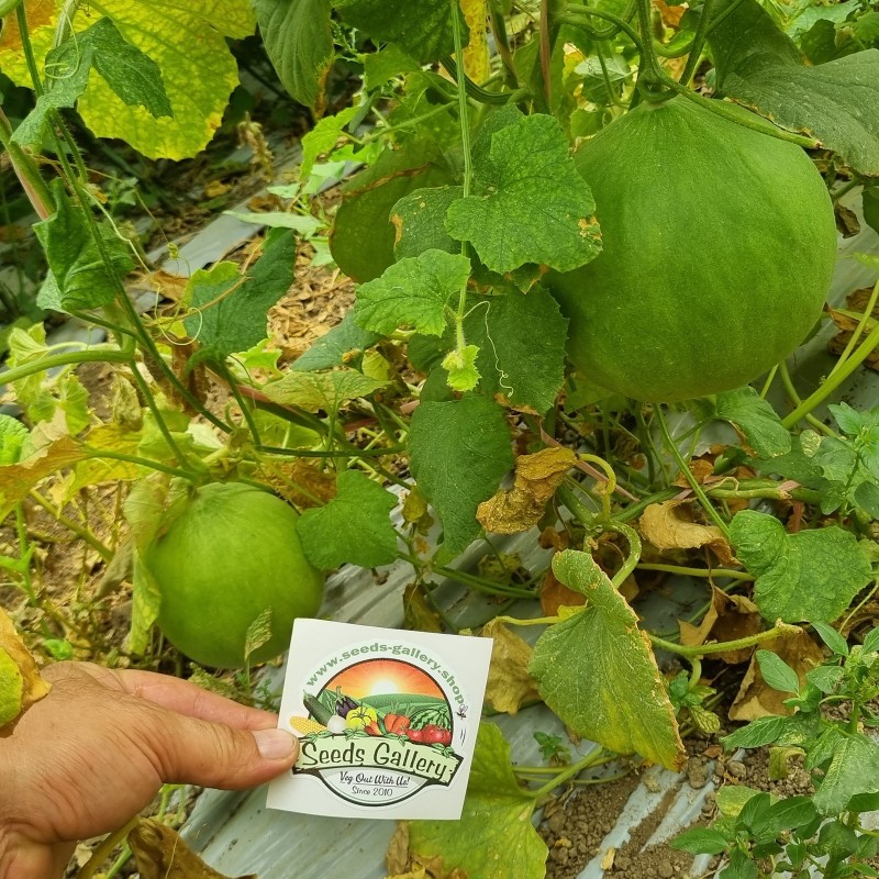 Price: €1.45 - Gurkenmelone Samen Carosello Barattiere - Seeds Gallery
