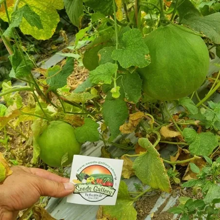 Graines de concombre des Pouilles ou Carosello Barattiere