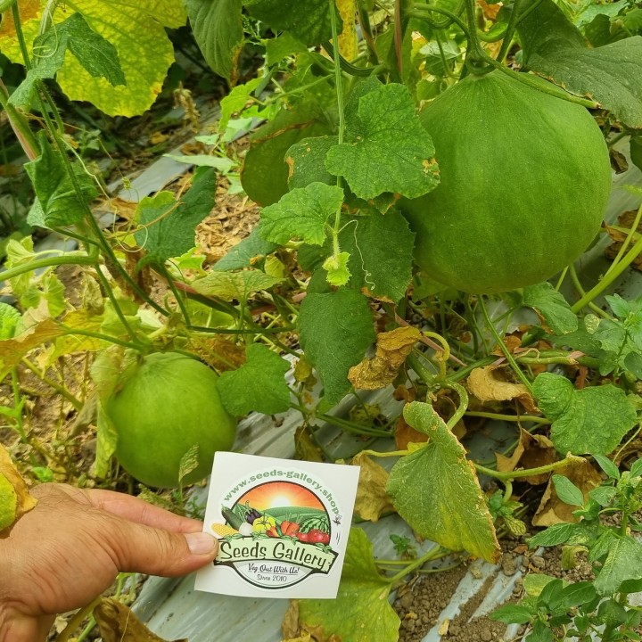 Cucumber Melon Seeds - Carosello Barattiere - 1.8