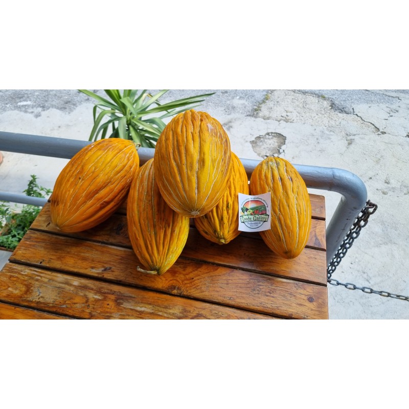 Price: €2.3 - Semillas de melón griega Argitiko - Seeds Gallery