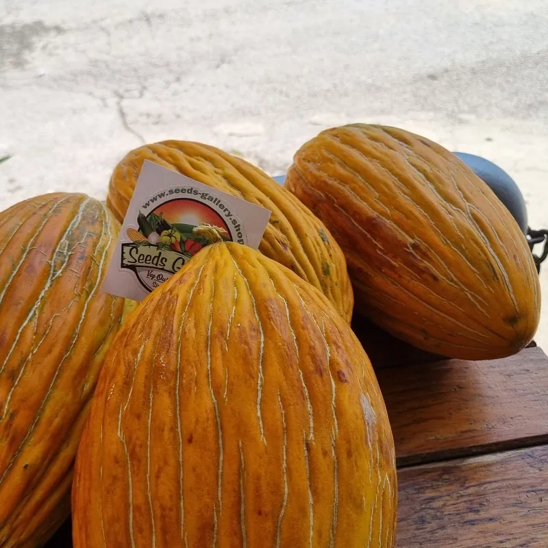 Graines de ARGITIKO grec Melon