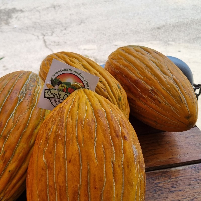 Price: €2.3 - Semillas de melón griega Argitiko - Seeds Gallery