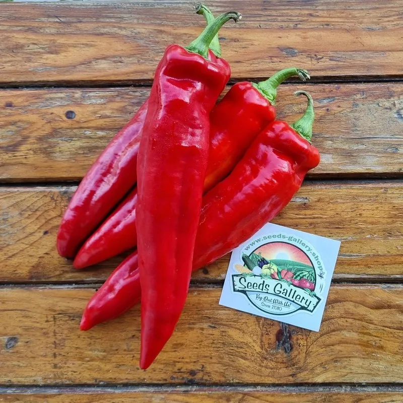 Sementes de pimenta doce Florinis Grécia tradicional