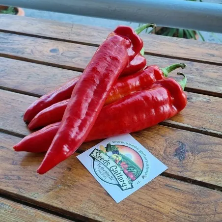 Sementes de pimenta doce Florinis Grécia tradicional