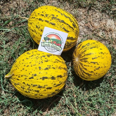 Seme Grcke Dinje ZLATNA GLAVA ili TRAKIJA DINJA