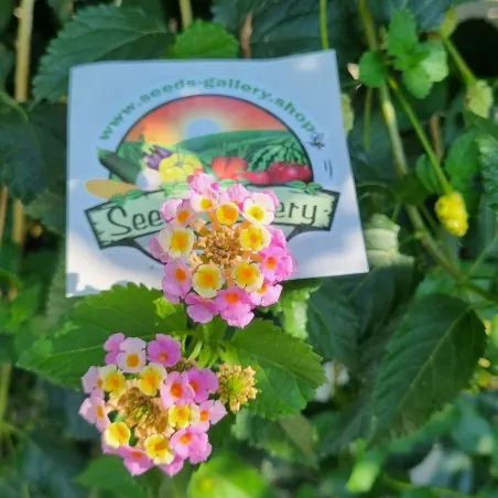 Graines de camara commun (Lantana camara)