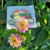 Σπόροι Lantana camara