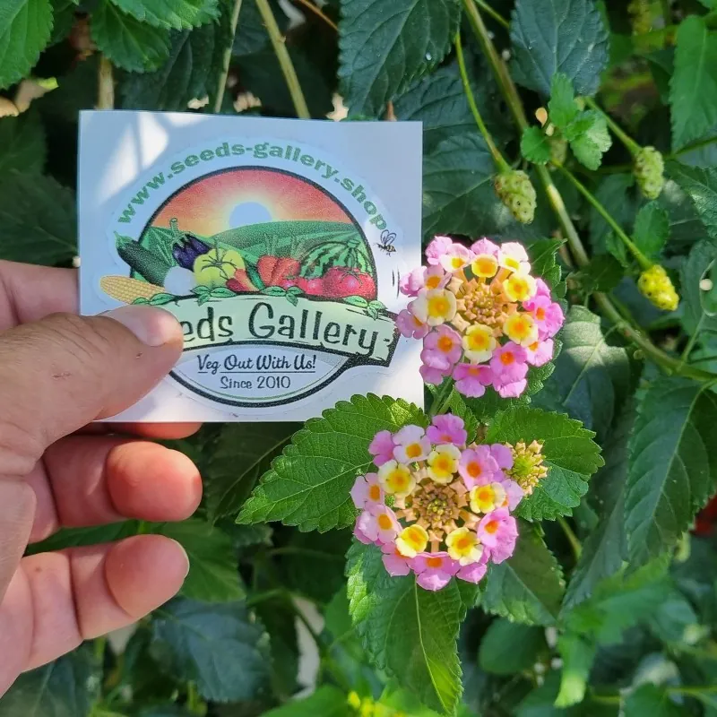 Wisselbloem Zaden (Lantana camara)