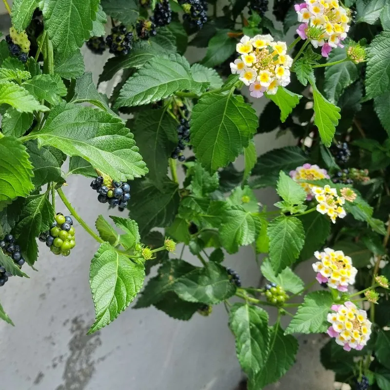 Wisselbloem Zaden (Lantana camara)