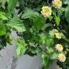 Wisselbloem Zaden (Lantana camara)