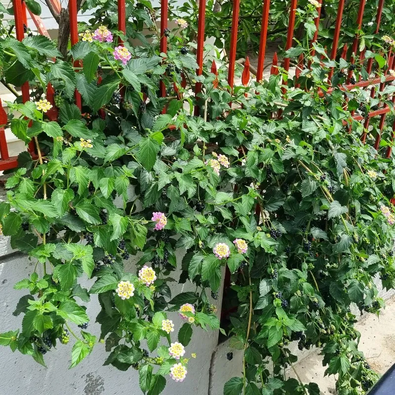 Wisselbloem Zaden (Lantana camara)