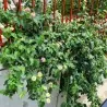 Wisselbloem Zaden (Lantana camara)