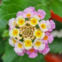 Graines de camara commun (Lantana camara) - 1.755