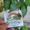 Wisselbloem Zaden (Lantana camara)