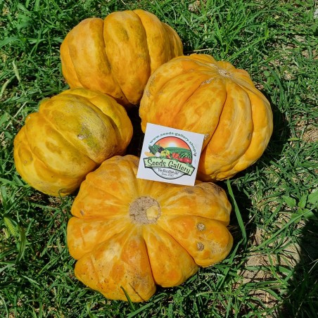 Prescott Fond Blanc dinja seme