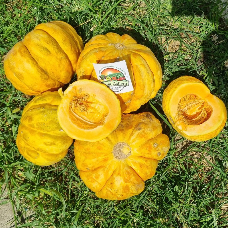 Prescott Fond Blanc dinja seme