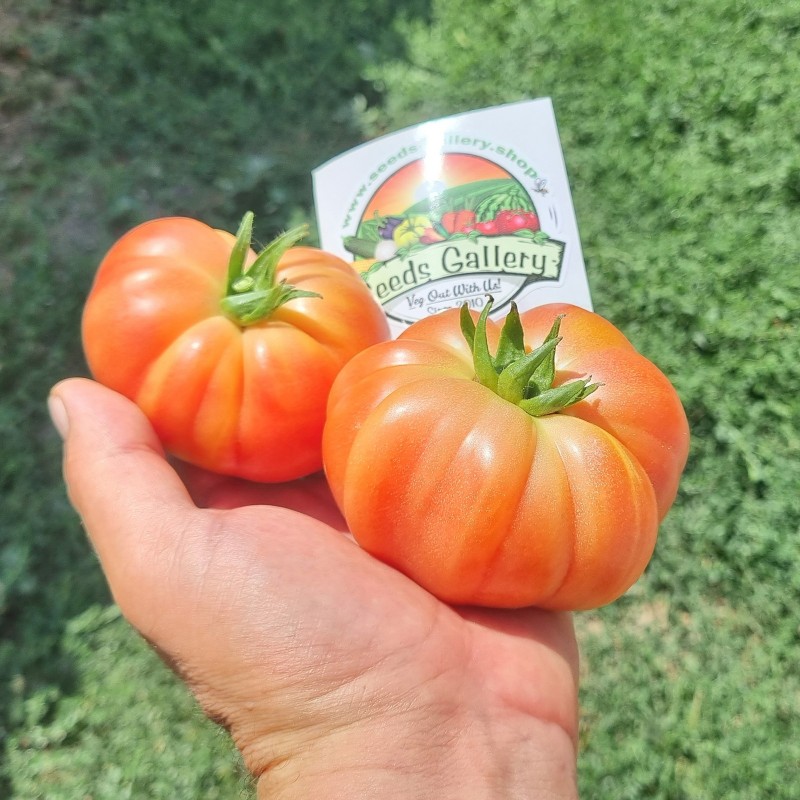 Price: €1.85 - Semillas de Auténtico Tomate de Muchamiel - Seeds Gallery