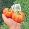 Price: €1.85 - Autentični Muchamiel paradajz seme - Seeds Gallery