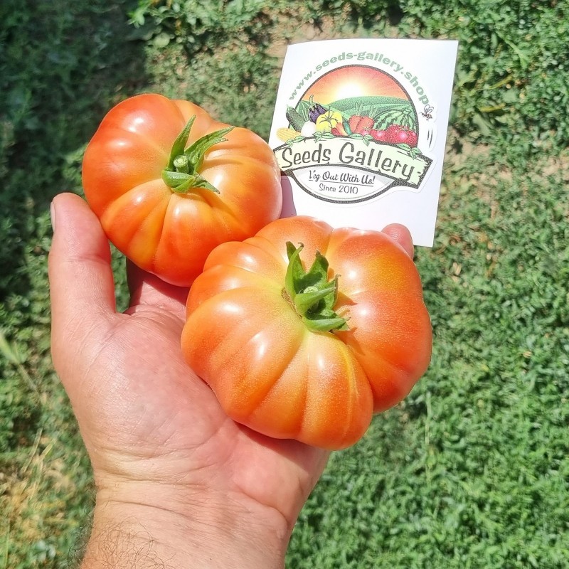 Price: €1.85 - Autentični Muchamiel paradajz seme - Seeds Gallery