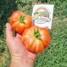 Price: €1.85 - Autentični Muchamiel paradajz seme - Seeds Gallery