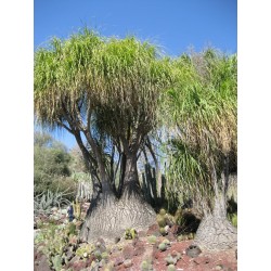 Ponytail palm zaden...