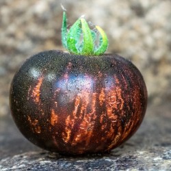 Price: €1.85 - Seminte de rosii Regina Nopții - 